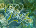 Birthday Wish - Pam Kaufmann 2012