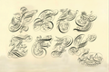 John Seddon - Calligraphic Flourishes Samples